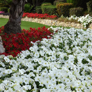 Petunia <br>PETUNIA MADNESS WHITE