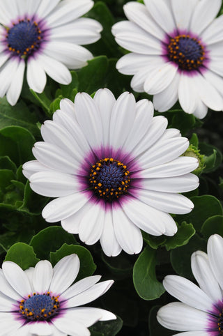 Osteospermum ecklonis <br>AFRICAN DAISY AKILA WHITE WITH PURPLE EYE