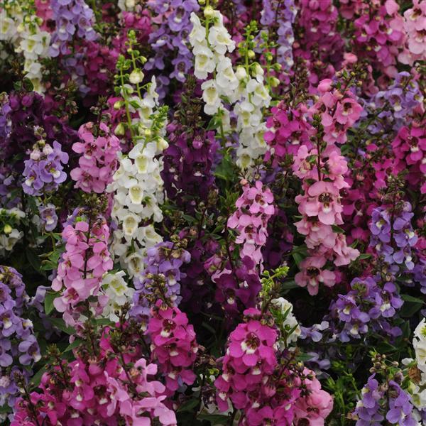 catalogue of seed plants of the west indies Angelonia augustifolia ANGELONIA MIX – Ferri Seeds