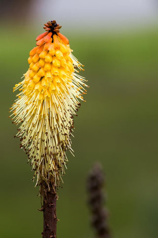 Kniphofia galpinii <br>GALPIN RED HOT POKER