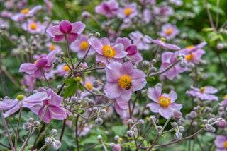 Anemone hupehensis <br>PINK JAPANESE ANEMONE