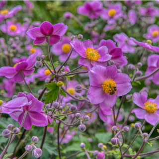 Anemone hupehensis <br>MIX JAPANESE ANEMONE