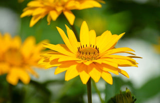 Heliopsis helianthoides <br>EARLY OXEYE SUNFLOWER