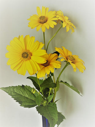 Heliopsis helianthoides <br>EARLY OXEYE SUNFLOWER