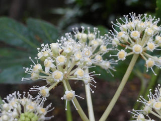Aralia sieboldii, Fatsia japonica <br>JAPANESE ARALIA