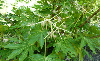 Aralia sieboldii, Fatsia japonica <br>JAPANESE ARALIA