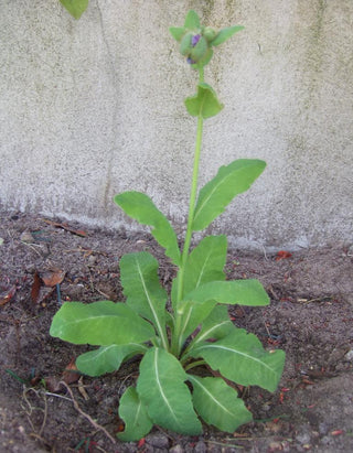 Meconopsis balangensis <br>BELANG BLUE POPPY