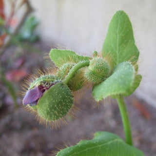 Meconopsis balangensis <br>BELANG BLUE POPPY