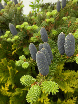 Abies fraseri <br>FRASER FIR