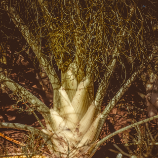 Foeniculum vulgare purpureum <br>BRONZE FENNEL