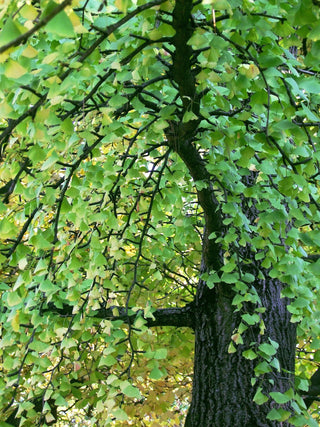 Ginkgo biloba <br>DINOSAUR FOOD, Maidenhair Tree