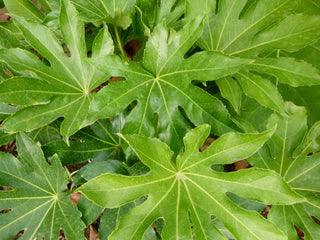 Aralia sieboldii, Fatsia japonica <br>JAPANESE ARALIA