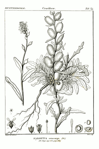 Fibigia clypeata <br>ROMAN SHIELDS