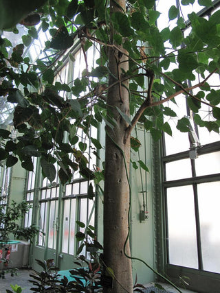 Ficus religiosa <br>SACRED FIG TREE