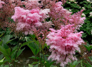 Filipendula rubra QUEEN Of THE PRAIRIE