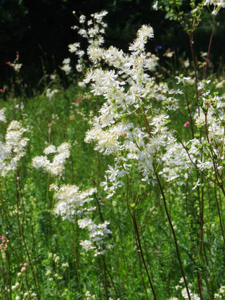 Filipendula vulgaris <br>QUEEN OF THE PRAIRIE, DROPWORT