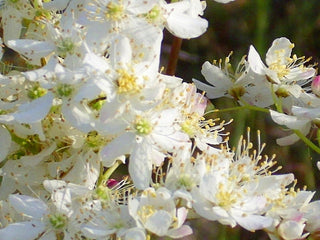 Filipendula vulgaris <br>QUEEN OF THE PRAIRIE, DROPWORT