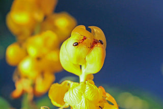 Cassia marilandica <br>WILD SENNA