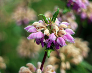 Phlomis cashmeriana <br>JERUSALEM SAGE, LAMPWICK PLANT