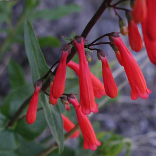 Penstemon eatonii <br>EATON'S BEARDTONGUE, FIRECRACKER