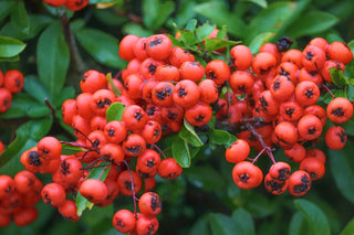 Yunnan pyracantha fortuneana <br>CHINESE FIRETHORN