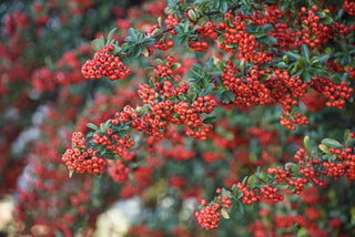 Yunnan pyracantha fortuneana <br>CHINESE FIRETHORN