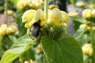 Phlomis russeliana <br>LAMPWICK PLANT, JERUSALEM SAGE