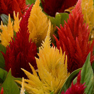 Celosia plumosa <br>CELOSIA FIRST FLAME MIX