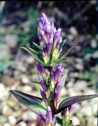 Gentiana quinquefolia <br>STIFF GENTIAN, FIVELEAF GENTIAN