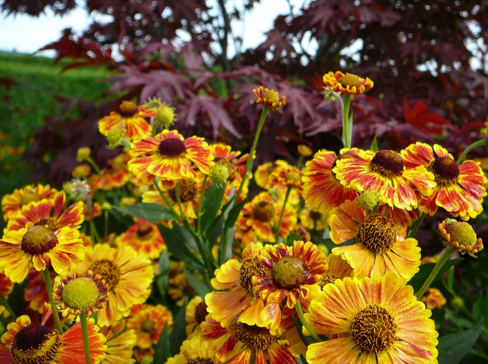 Helenium autumnale SNEEZEWEED MIX Hybrids – Ferri Seeds