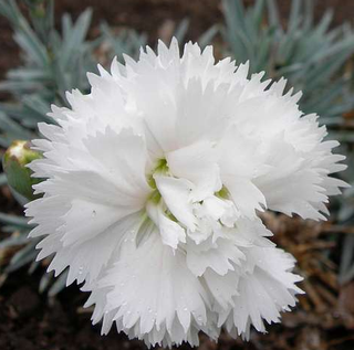COTTAGE PINKS WHITE-FORM <br>Dianthus plumarius alba