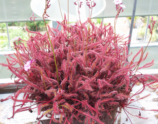 SOUTH AFRICAN RED CAPE SUNDEW <br>Drosera capensis