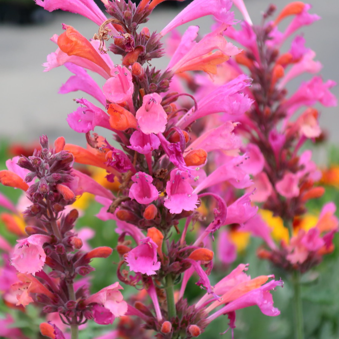 HYSSOP 'FRAGRANT CARPET' Agastache aurantiaca – Ferri Seeds