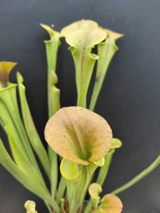 Sarracenia flava var. cuprea <br>COPPER TOP YELLOW PITCHER PLANT
