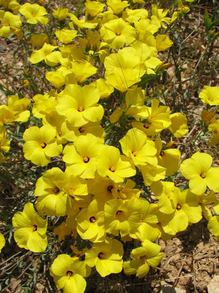 Linum dolomiticum <br>FLAX