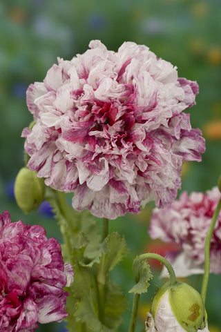 Papaver paeoniflorum <br>POPPY 'FLEMISH ANTIQUE'