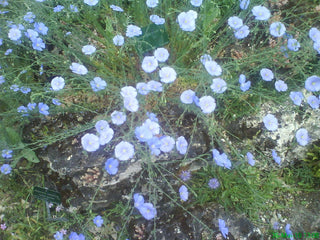 Linum perenne <br>FLAX BLUE