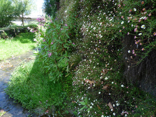 Erigeron karvinskianus <br>MEXICAN FLEABANE