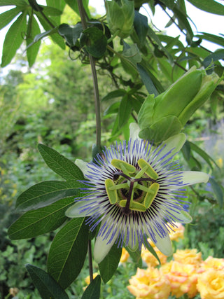 Passiflora caerulea <br>HARDY BLUE PASSION FLOWER