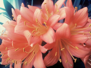 Clivia miniata <br>PEACH-PINK CLIVIA Natal Kaffir Lily