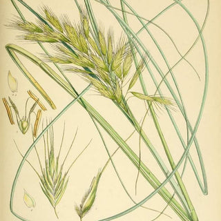 Chionochloa flavicans <br>TOE TOE, GREEN LEAVED SNOW TUSSOCK