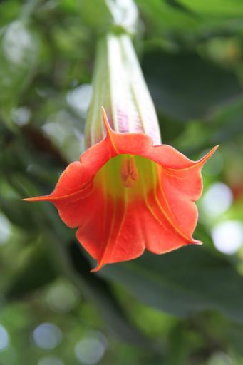 Angel's-Trumpet (Brugmansia Suaveolens) Plant Care & How to Grow, Water Angel's-Trumpet (Brugmansia Suaveolens) Plant Care & How to Grow, Water