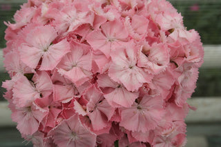 Dianthus barbatus <br>PEARL SALMON SWEET WILLIAM