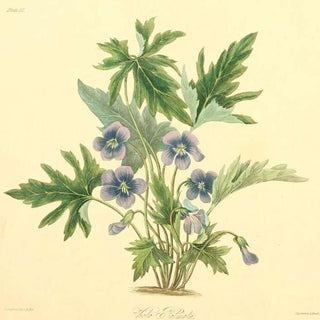 Viola palmata <br>WOOD VIOLET, PANSY