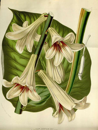 Cardiocrinum giganteum <br>GIANT HIMALAYAN LILY