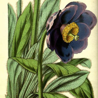 Meconopsis betonicifolia baileyi <br>DEEP-VIOLET HIMALAYAN POPPY