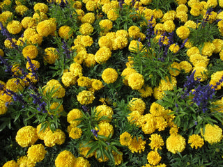 Tagetes patula <br>MARIGOLD BRIGHT YELLOW