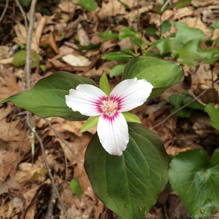 Trillium undulatum <br>PAINTED TRILLIUM, WAKE ROBIN