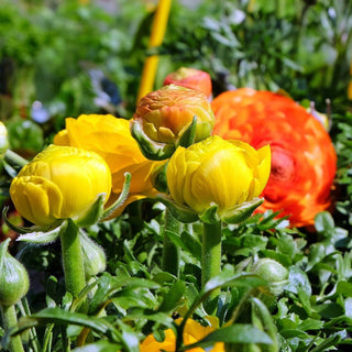 Ranunculus <br>RANUNCULUS COMPACT MIX