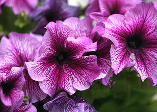 Petunia <br>PETUNIA VEINED STREAKED MIX